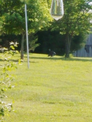 20190603_072859.jpg