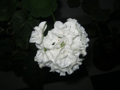 IMG_0616.JPG