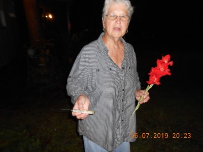 A Gladiola bloom that was broken by the wind harvested with a #19 Queen Trapper w/real Winterbottom bone handles.