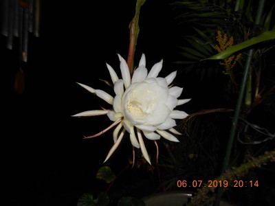 What all the fuss is about, a Night Blooming Cereus