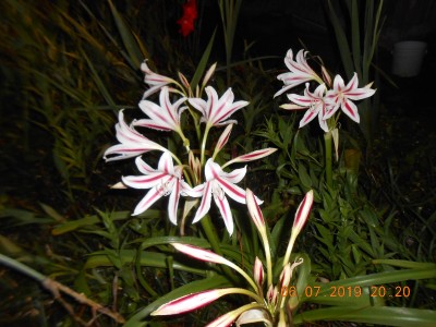 Milk and Wine lilies even look good at night.