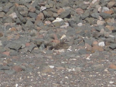 IMG_6597.JPG