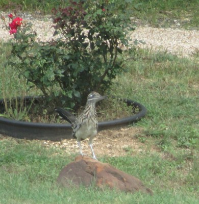 Roadrunner .jpg