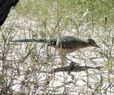 Roadrunner