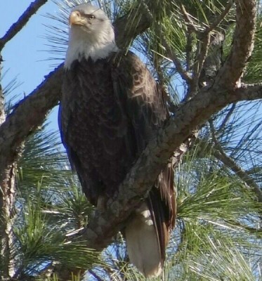 Eagle
