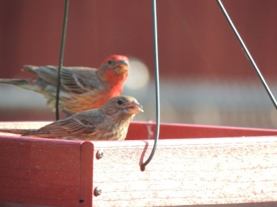 DSCN5966.JPG