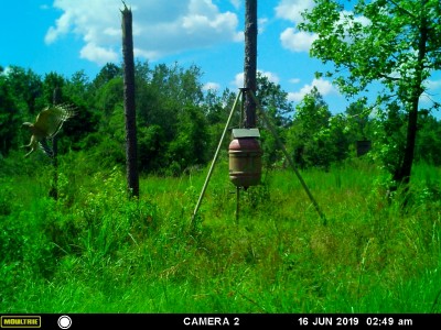 Red shouldered Hawk (?)