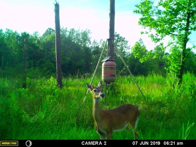Can't compete with big monk's bucks, here's a yearling spike, still with his momma.  Most fawns won't start dropping till August.