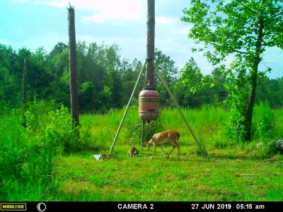 Sharing the extra groceries.  Lots of coon pictures at night.  They can only get the corn that is on the ground.  They haven't been able to get up to the bottom of the feeder.