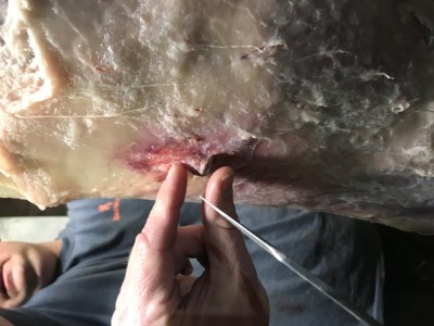 OSHC 12-18-18 bullet in deer.jpeg