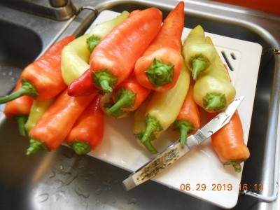 Freshly harvested over sized Sweet Banana Peppers ready to be butchered with my 6275 SS Moose.