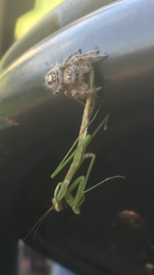 Spider vs praying mantis .PNG