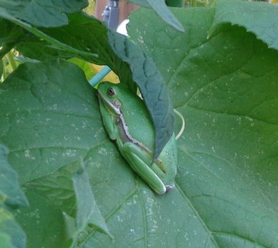 Tree Frog
