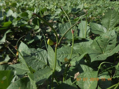 Young peas with yellow blooms