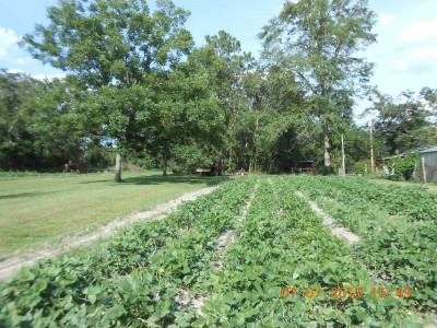 South side patch, lookin' good!