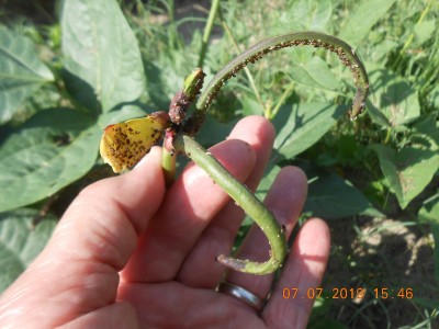 What we call "Lice", some sort of aphid
