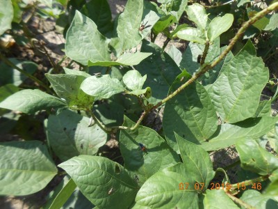 Aphids all up and down the stems, lots of predator bugs, wasps and flies  but they can't control the "Lice".