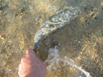 IMG_0723.JPG