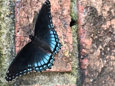 Butterfly .jpg