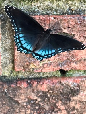 Butterfly%20.jpg