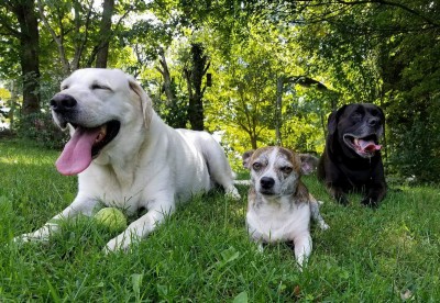 Murphy,  binx, &amp; bella my pack