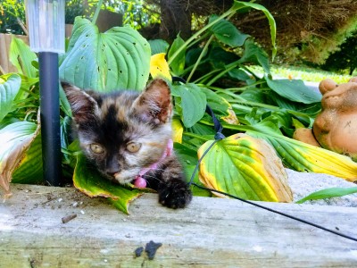 Nolia aka little girl