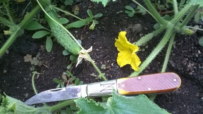 WP_20190717_166.jpg