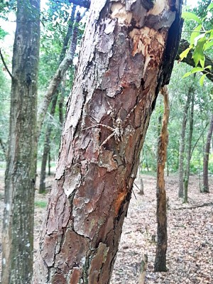 20190723_153155.jpg