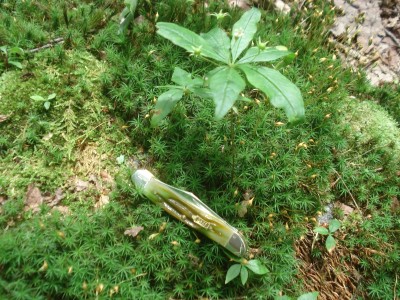 DSC06305.JPG