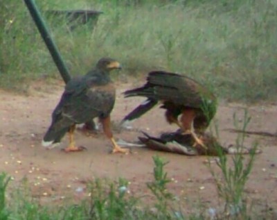 Doc's Harris Hawk