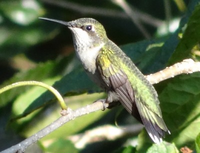 Ruby Throat Hummingbird