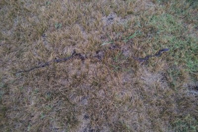 Texas Rat Snake