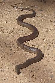brown snake.jpg