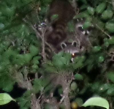 Raccoons