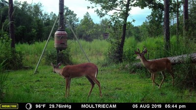 1st buck of any size to show up this season, plenty of spikes and button bucks.