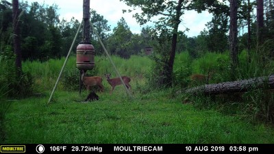 It seems that the coons are in charge of the corn on the ground, the young deer seem to stand back and wait their turn.