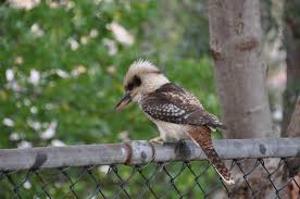 kookaburra 2.jpg