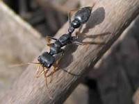 Jack jumper ant.jpg