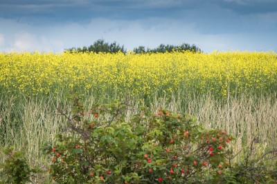A canola field in Alberta