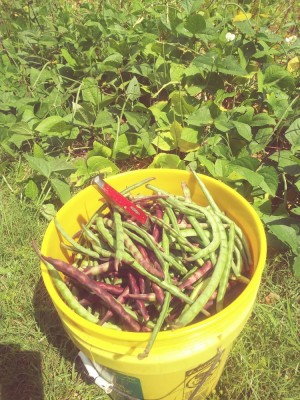 Last of the Purple Hull peas and a "Moose"