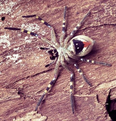huntsman-1.jpg