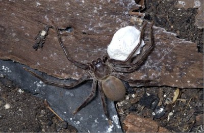 huntsman-2.jpg