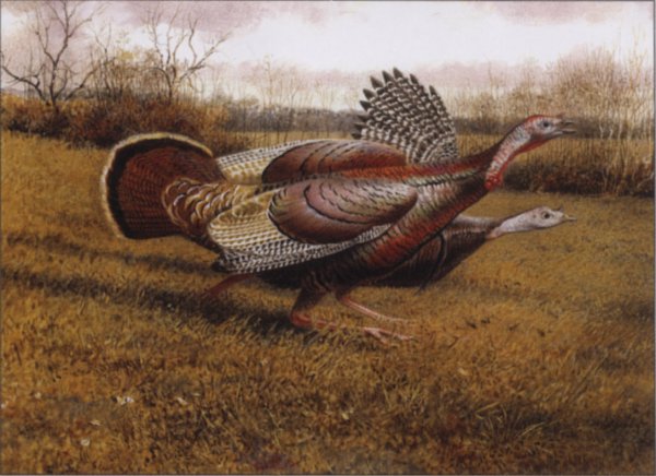 turkey_2005_tx.jpg
