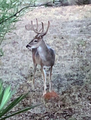 Buck in backyard #1.jpg