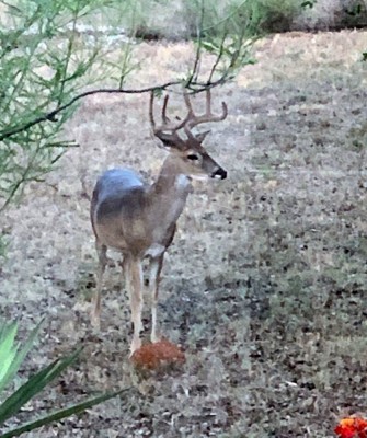 Buck in backyard #2.jpg