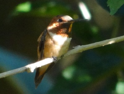 Rubythroat