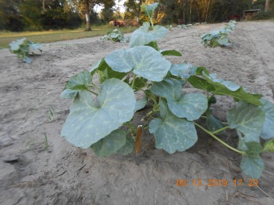 Check out the Queen #19 hiding under the punkin' plant.