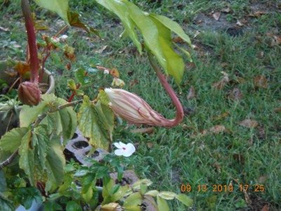 Night Blooming Cereus at 5:30 this afternoon