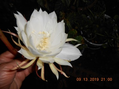 Mighty fine lookin' flower and it smells good, too!