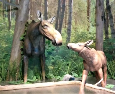 Momma and baby Moose.